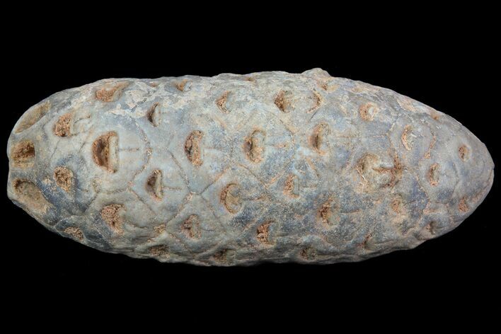 Agatized Seed Cone (Or Aggregate Fruit) - Morocco #68734